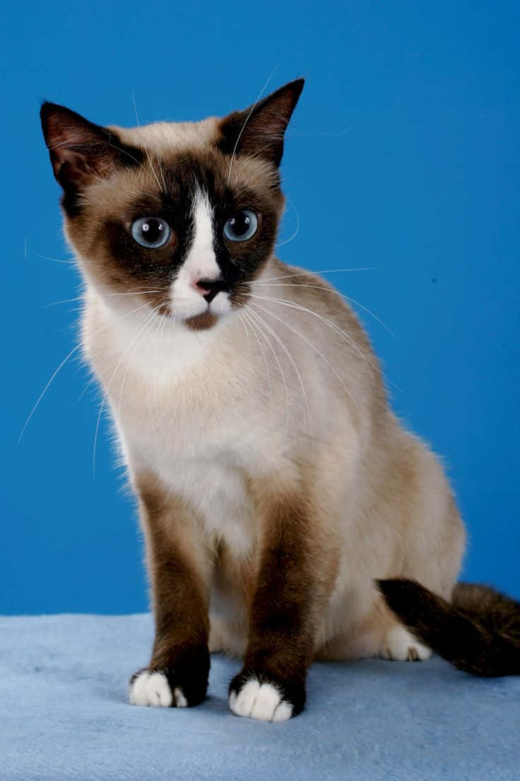 Elegant Snowshoe Cat Posing On A Wooden Surface Wallpaper