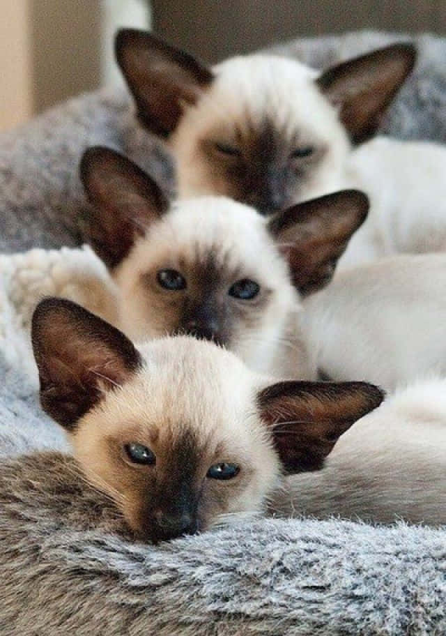 Elegant Thai Blue Cat Relaxing In A Contemplative Pose Wallpaper