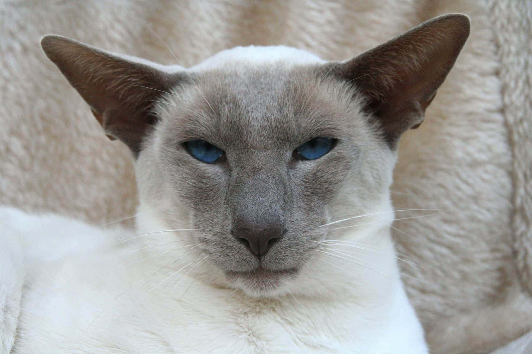 Elegant Thai Lilac Cat Relaxing On A Cozy Blanket Wallpaper