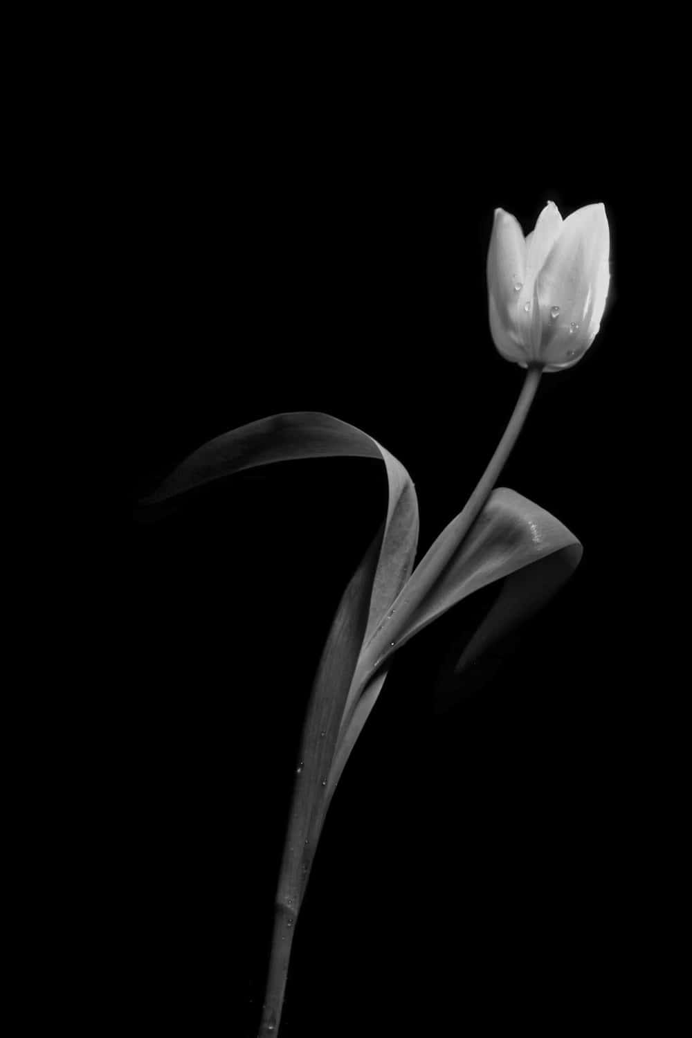 Elegant_ Tulip_in_ Monochrome Wallpaper