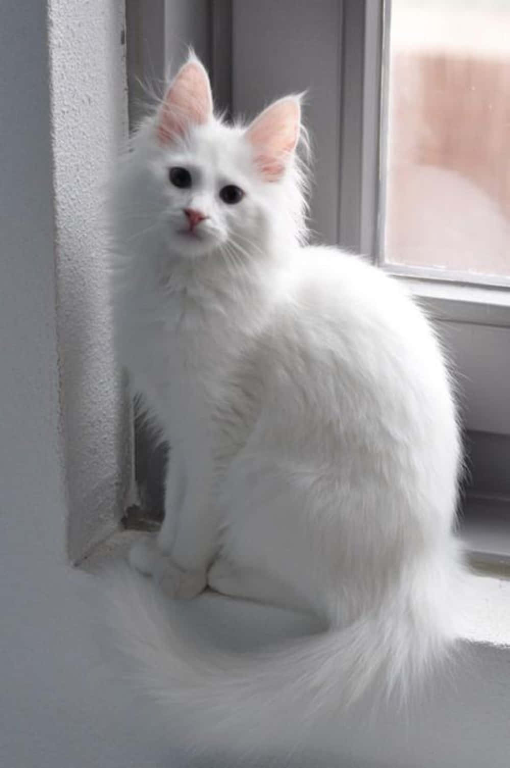 Elegant Turkish Angora Cat In A Serene Environment Wallpaper