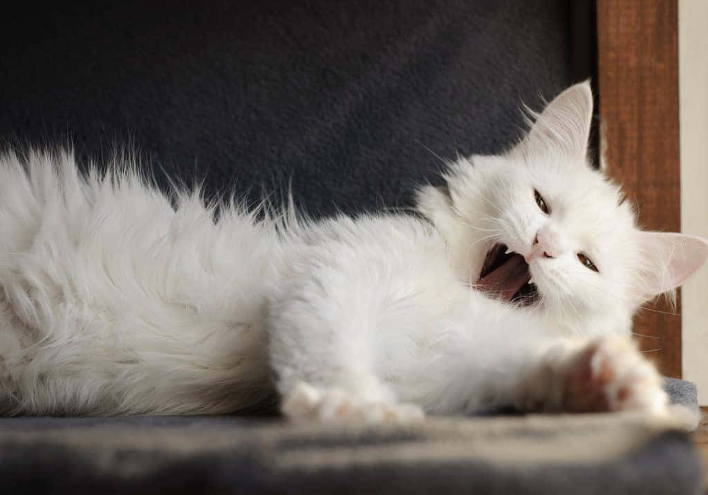 Elegant Turkish Angora Cat Posing For The Camera Wallpaper