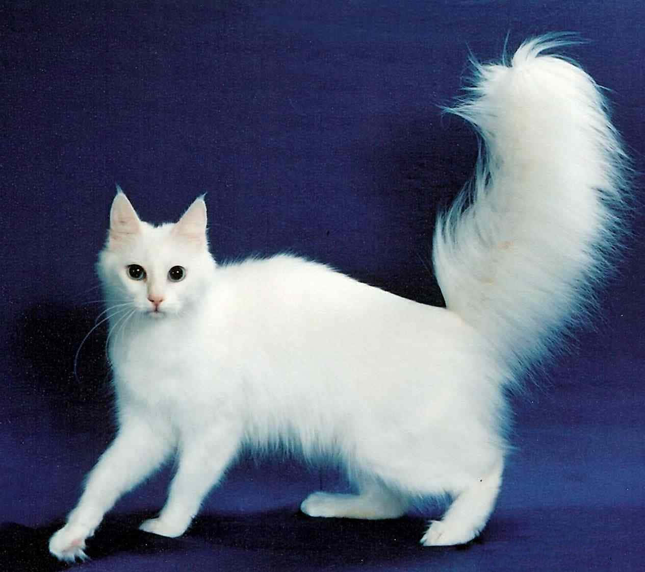 Elegant Turkish Angora Cat Posing Wallpaper