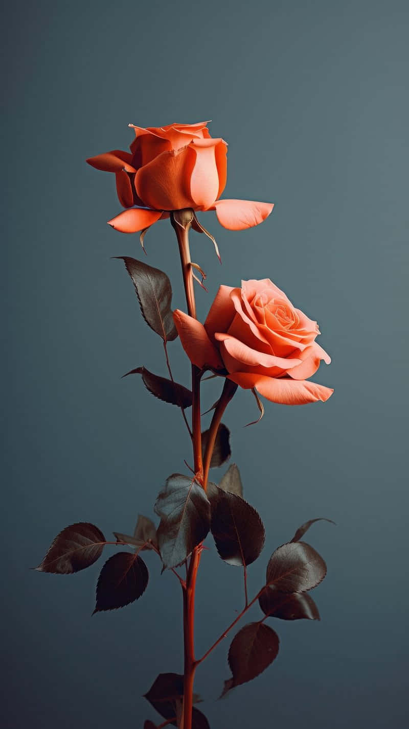 Elegant Twin Orange Roses Wallpaper