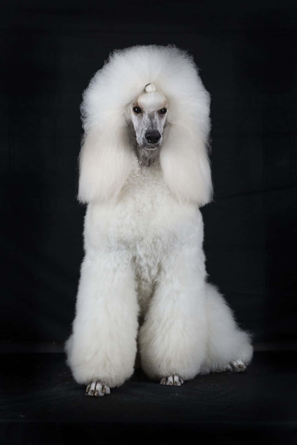 Elegant White Poodle Portrait Wallpaper