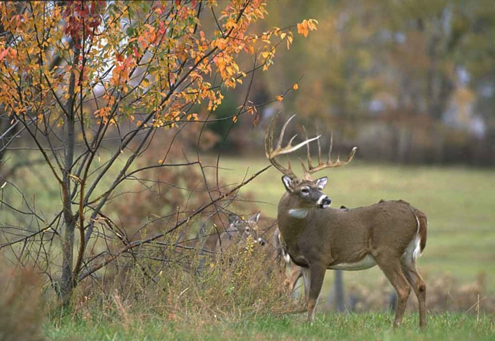 Elegant White-tailed Deer In Outdoor Setting Wallpaper