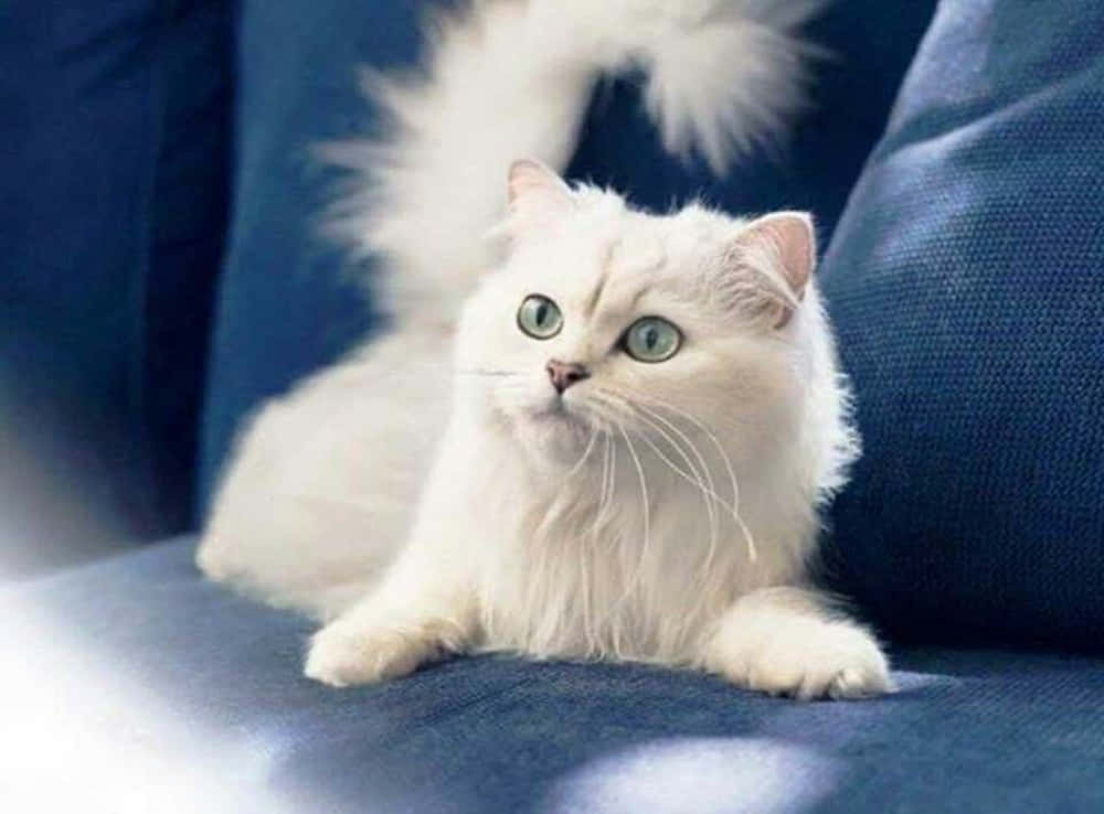 Elegant White Turkish Angora Relaxing Wallpaper