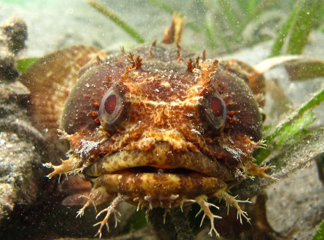 Elegantly Poised Toadfish In Its Aquatic Habitat Wallpaper