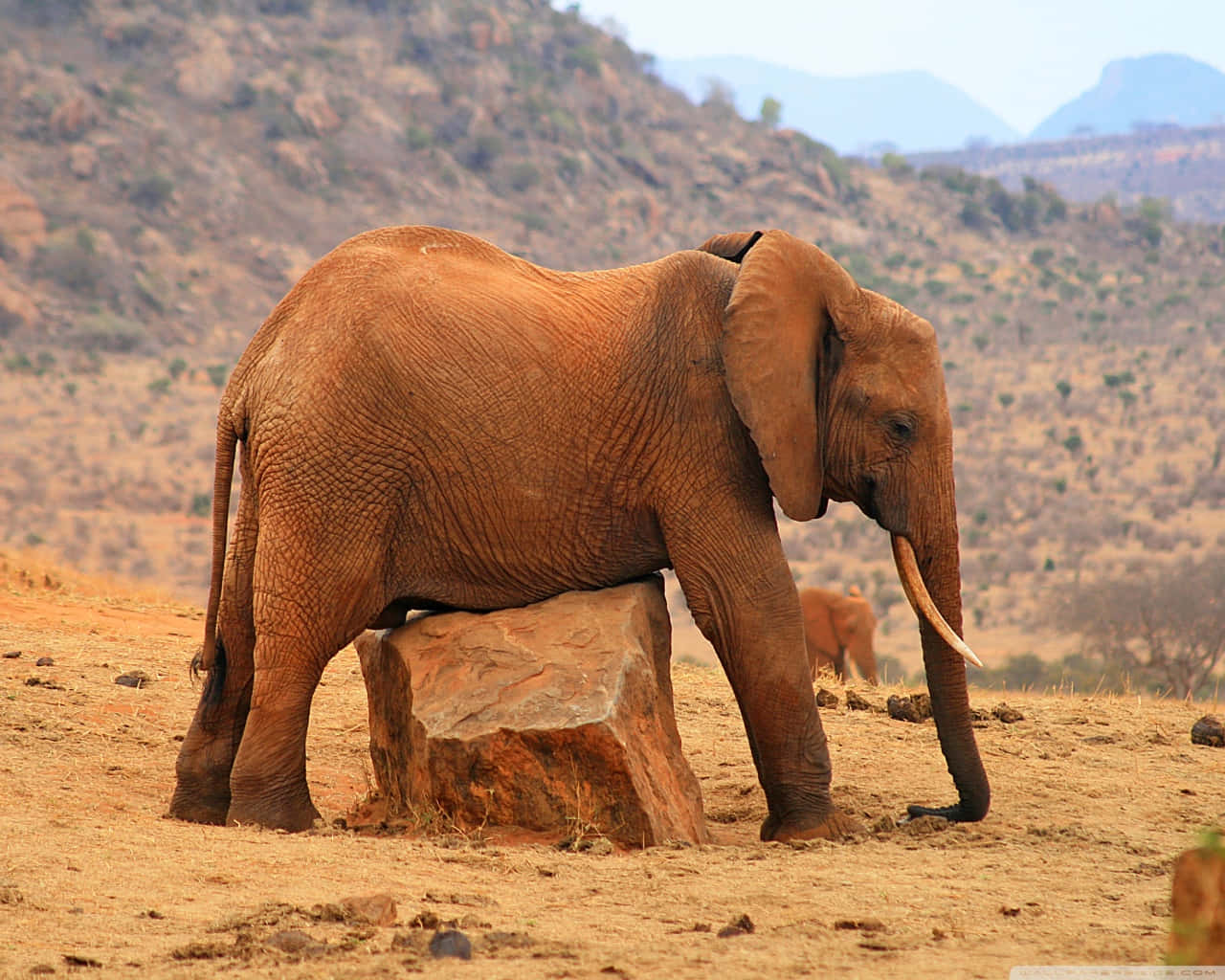 Elephant Cruising On A Laptop Wallpaper