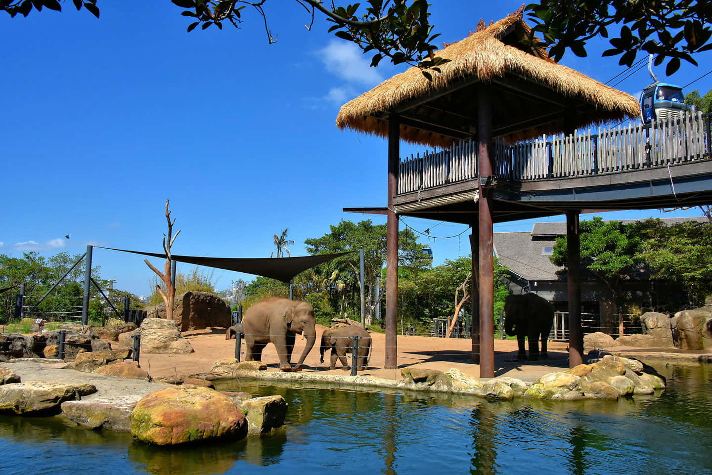 Elephant Exhibit Taronga Zoo Sydney Wallpaper