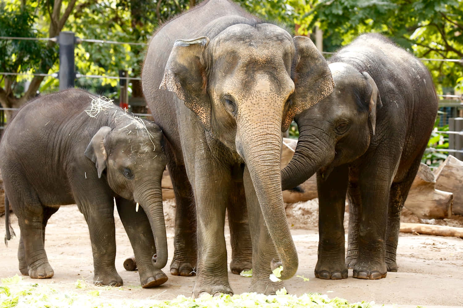 Elephant Family Melbourne Zoo Wallpaper