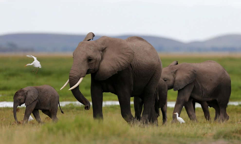 Elephant Family Roaming In The Wilderness Wallpaper