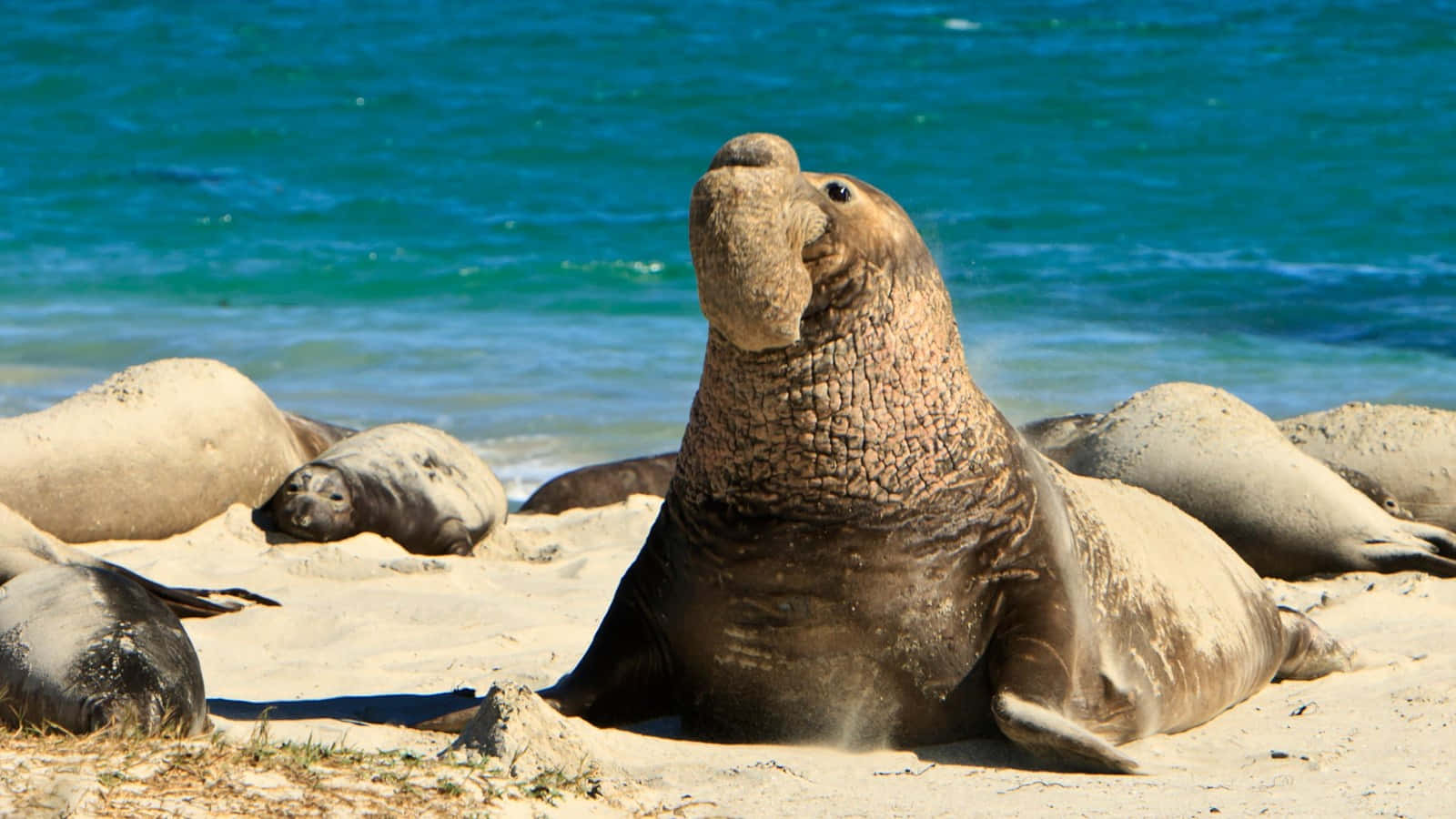 Elephant Seal Dominance Display.jpg Wallpaper