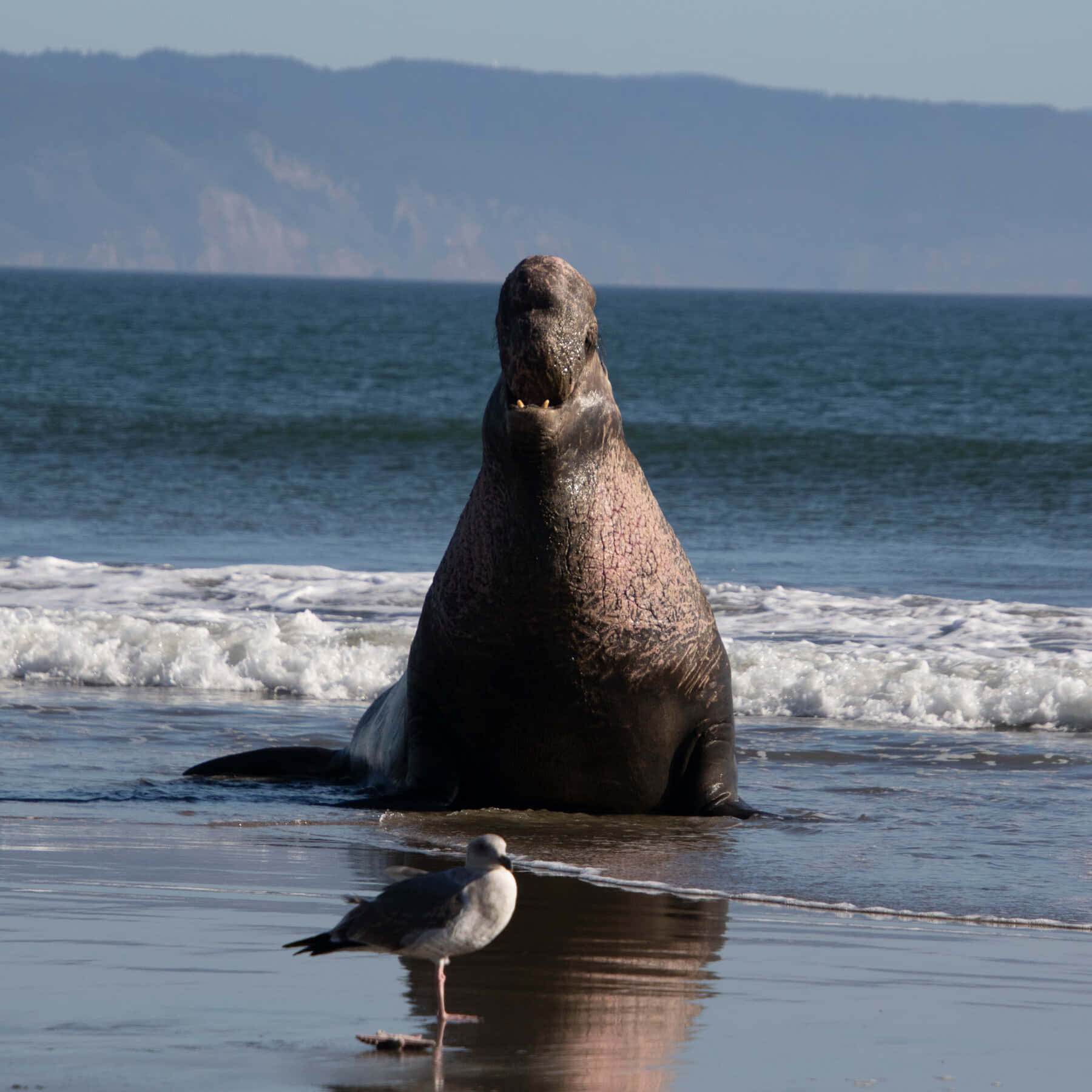 Elephant Seal Dominance Display Wallpaper