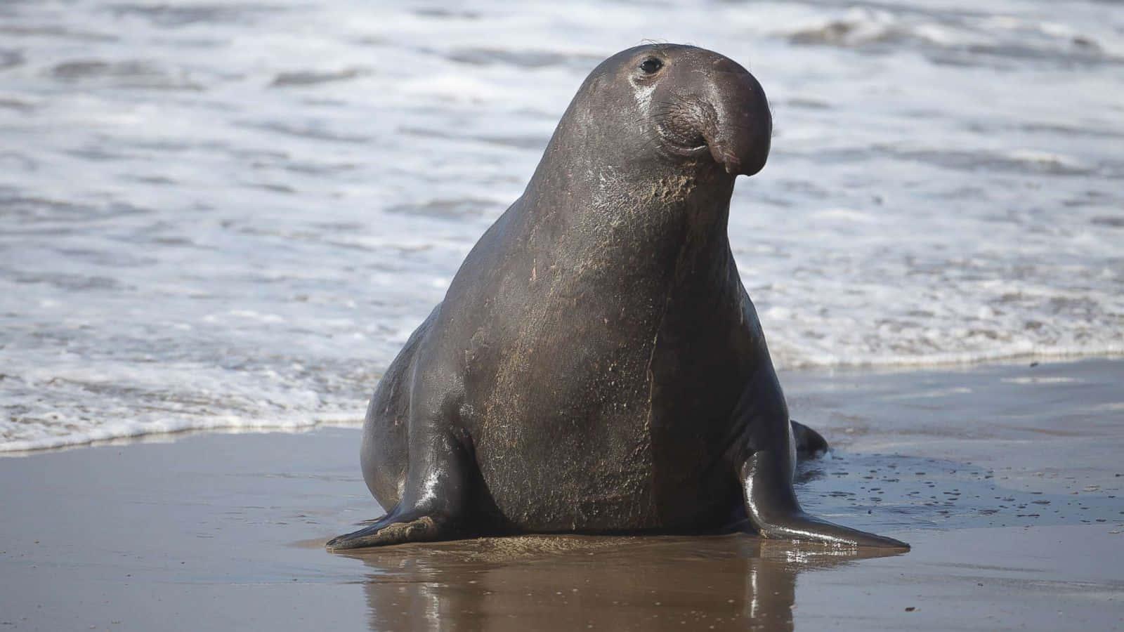 Elephant Seal On Beach Sand Wallpaper