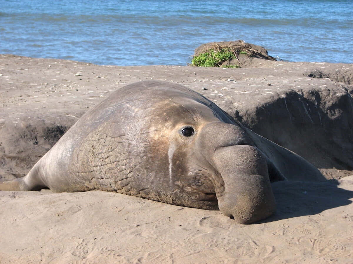 Elephant Seal Restingon Beach.jpg Wallpaper