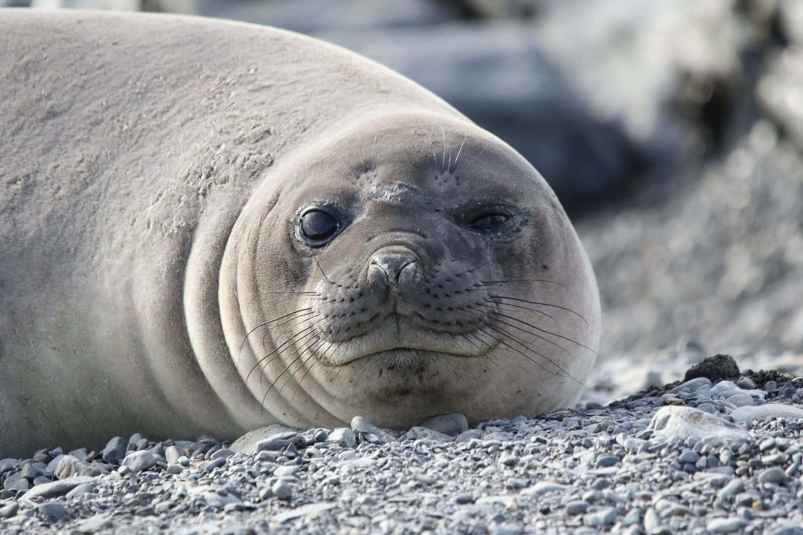 Elephant Seal Restingon Shore Wallpaper