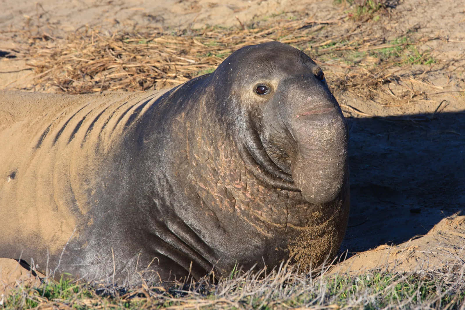 Elephant Seal Restingon Shore.jpg Wallpaper