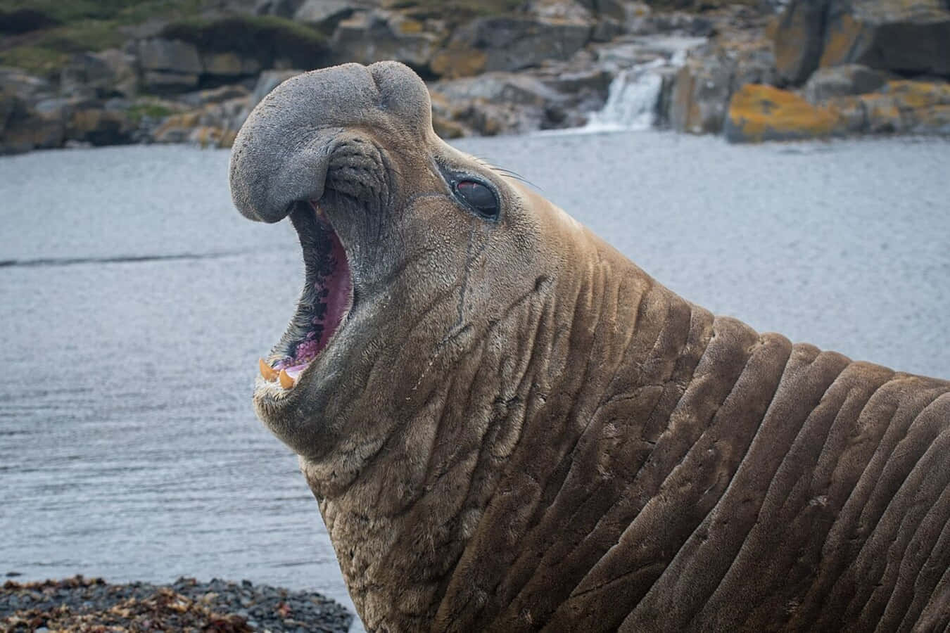 Elephant Seal Vocalizingon Shoreline.jpg Wallpaper