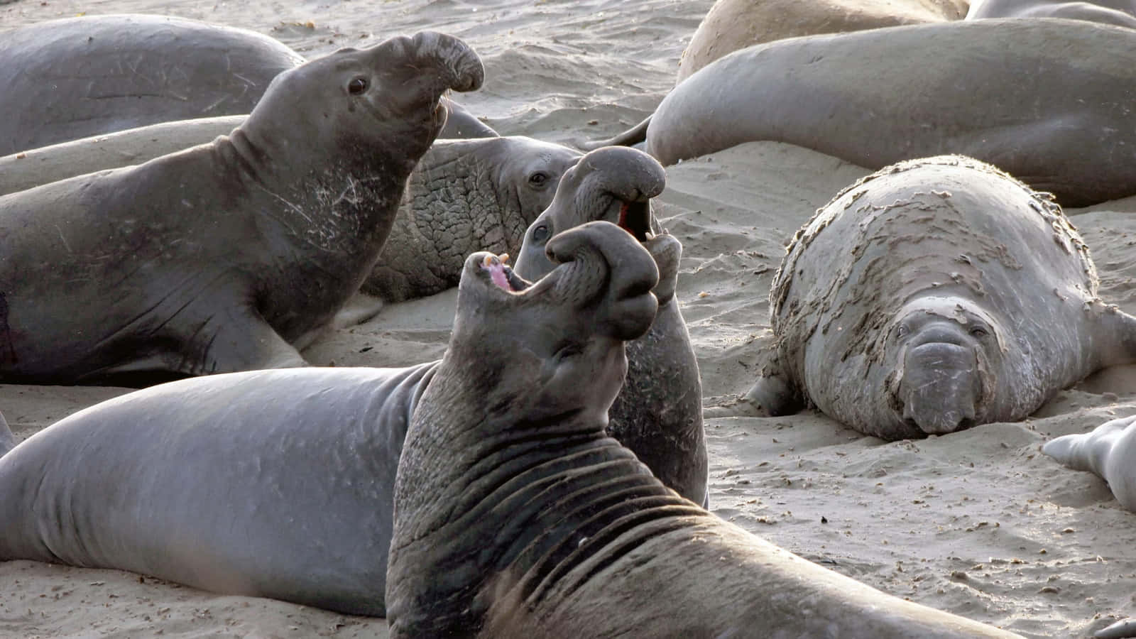 Elephant Seals Baskingon Beach Wallpaper