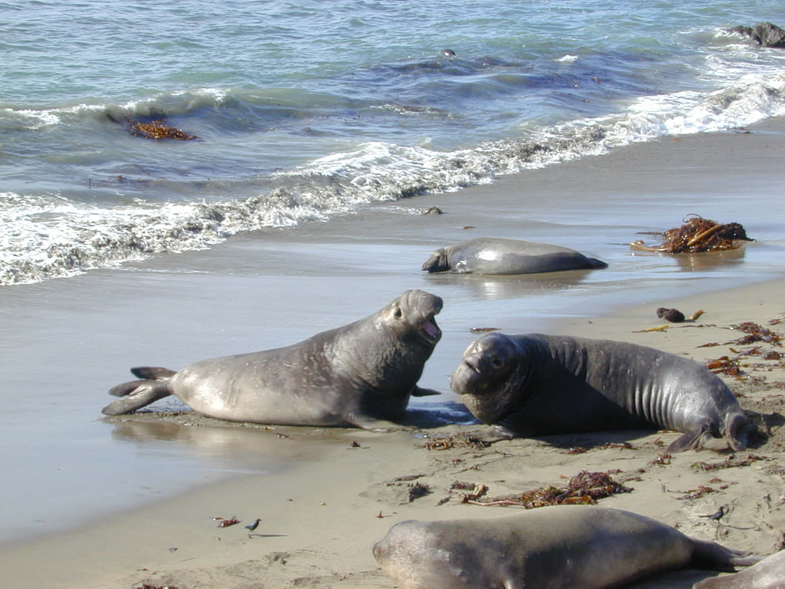 Elephant Seals On Beach Wallpaper