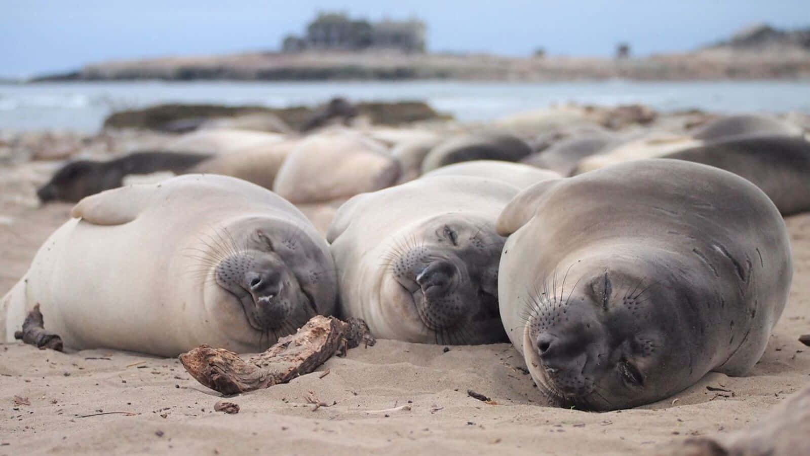 Elephant Seals Restingon Beach Wallpaper