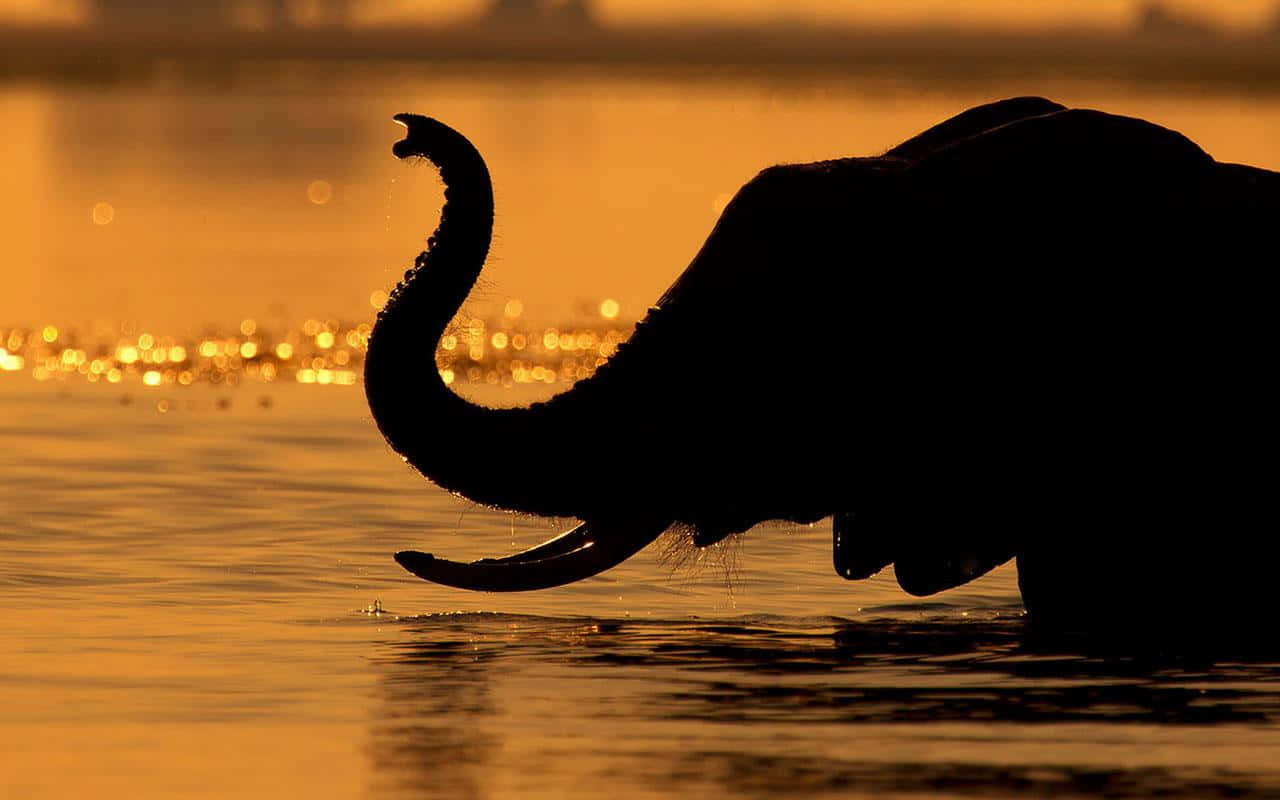 Elephant Silhouetteat Sunset Wallpaper