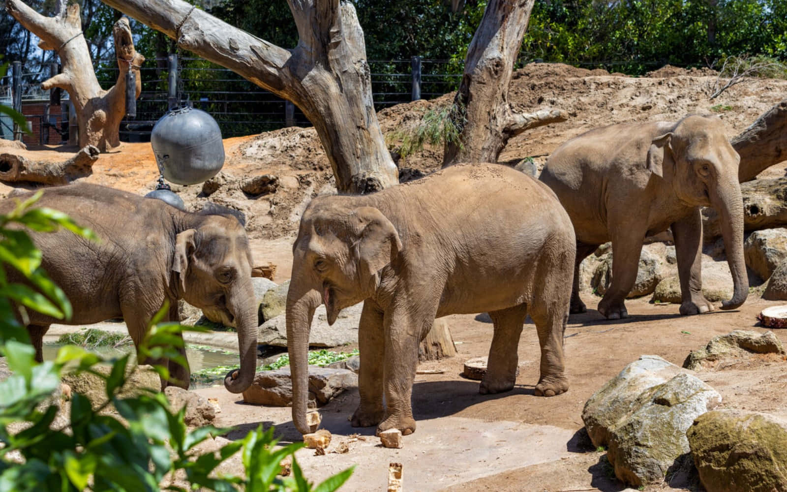 Elephantsat Melbourne Zoo Wallpaper