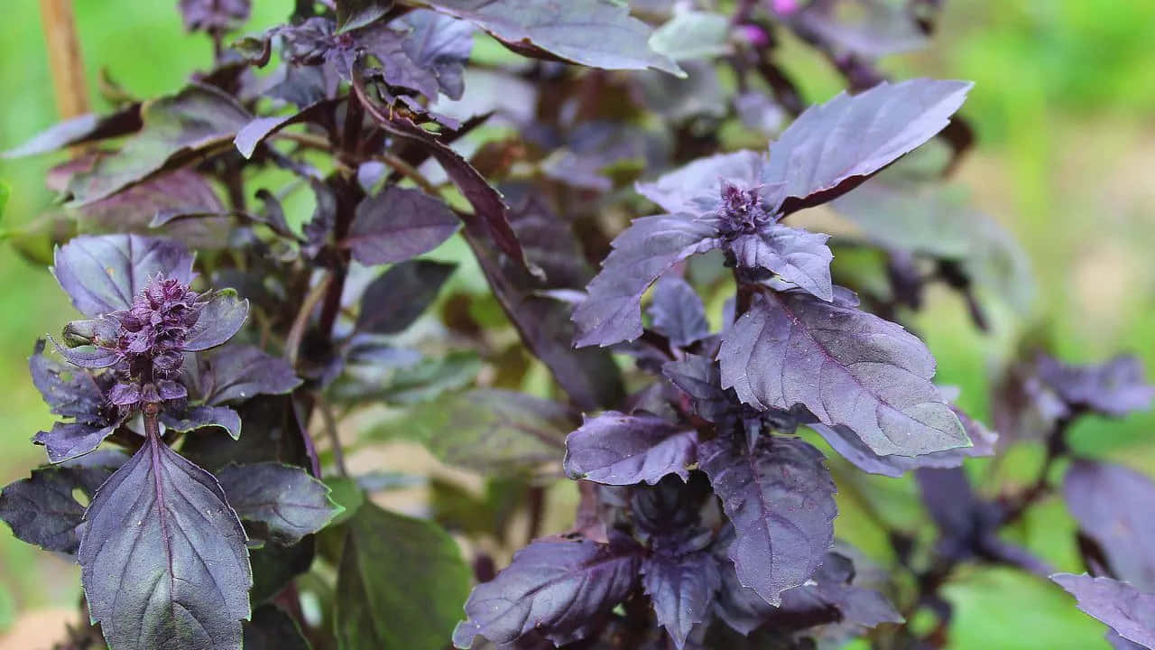 Elevate Your Cooking With Aromatic Purple Basil