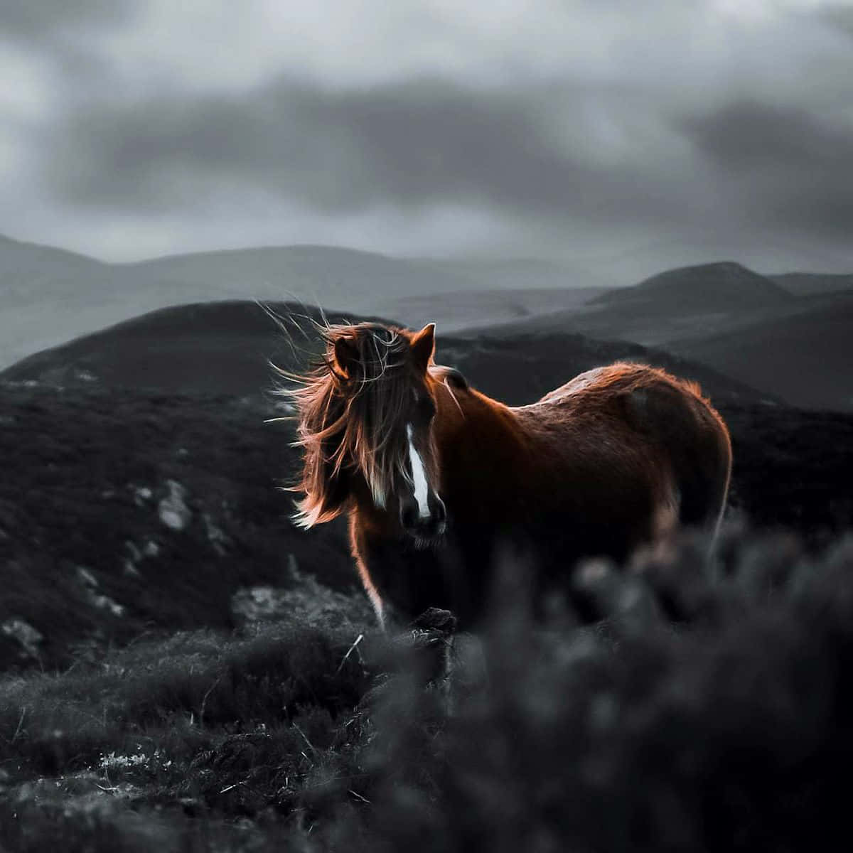 Elusive Horse Wallpaper