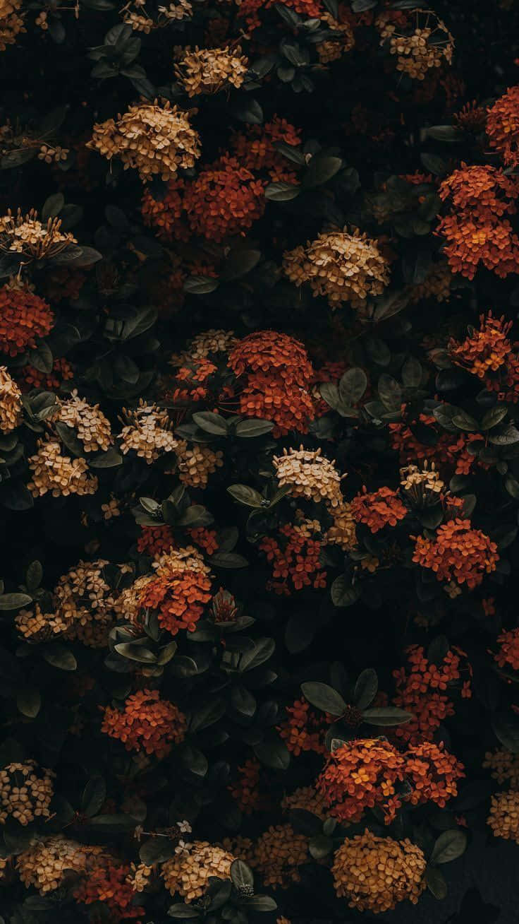 Embrace The Beauty Of Changing Seasons With A Vintage Fall Scene. Wallpaper