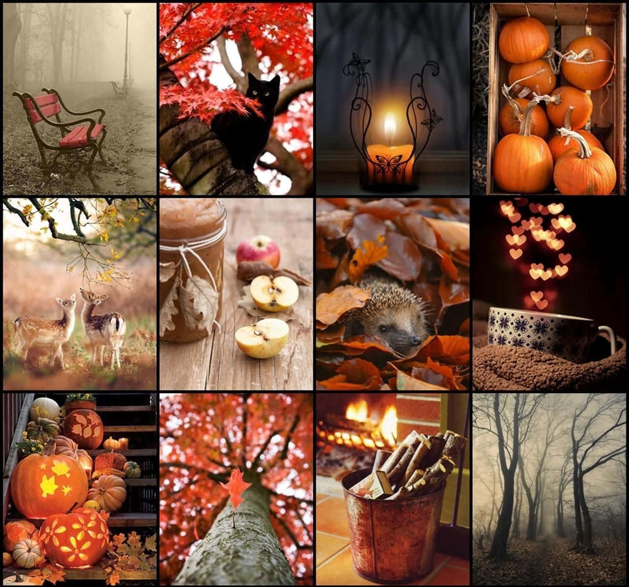 Embrace The Changing Of The Seasons With This Colorful Fall Collage Desktop Wallpaper! Wallpaper