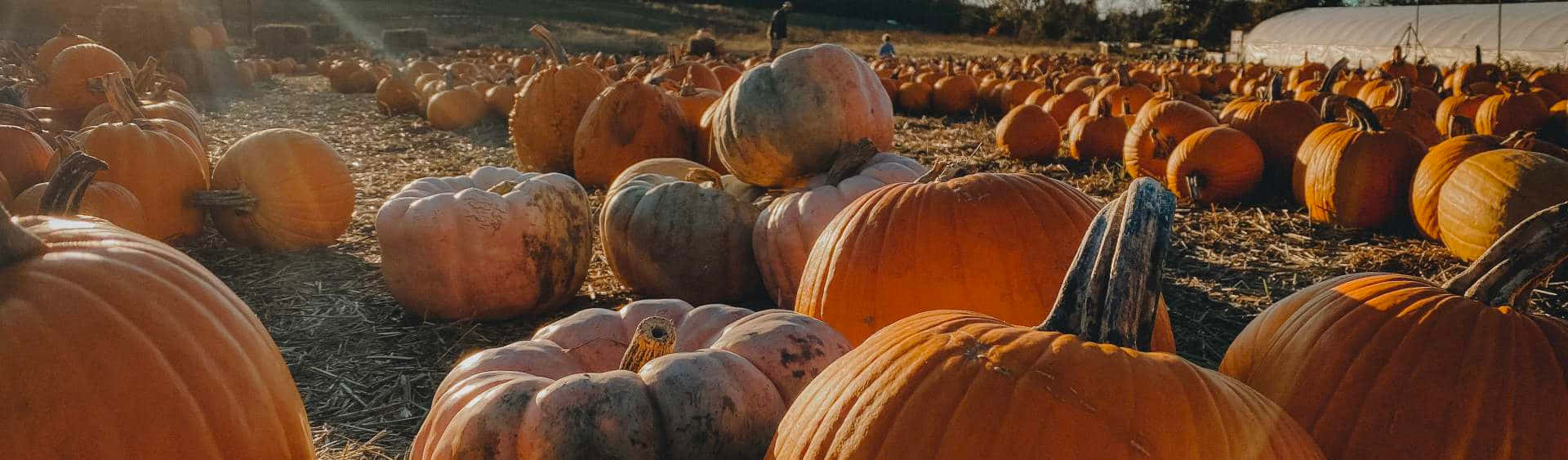 Embrace The Essence Of Fall With Vibrant Pumpkins And Leaves Wallpaper