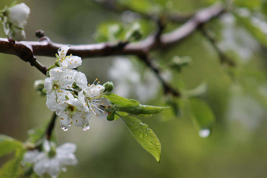 Embracing Nature's Rebirth: A Scenic Spring Shower Wallpaper