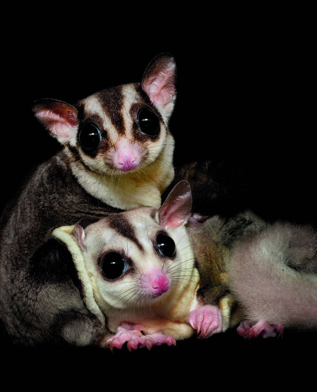 Embracing Sugar Gliders Wallpaper