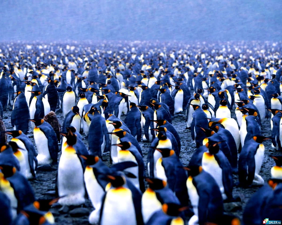 Emperor Penguin Colony Gathering.jpg Wallpaper