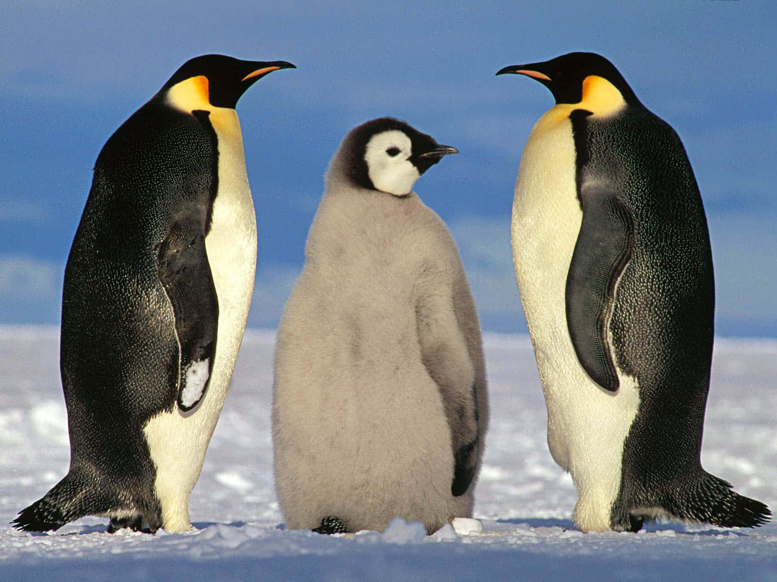 Emperor Penguin Familyon Ice Wallpaper