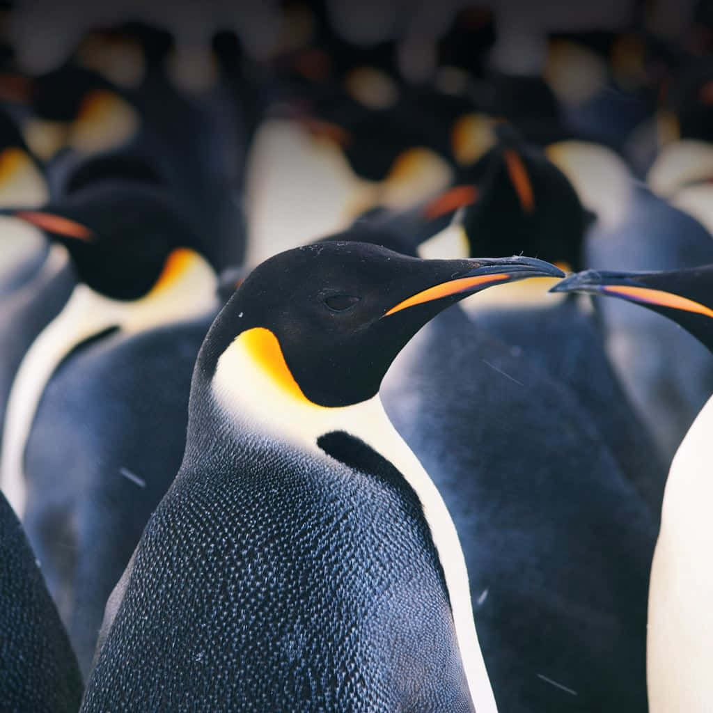 Emperor Penguin Portrait Wallpaper