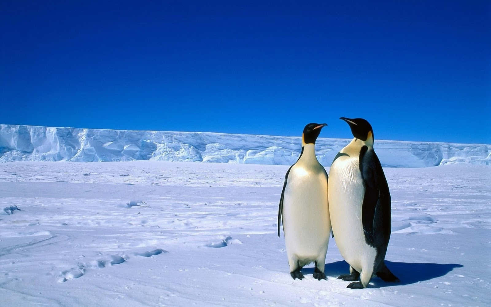 Emperor Penguins Antarctic Ice Scape Wallpaper