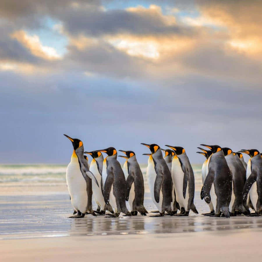 Emperor Penguins Beach Gathering Wallpaper