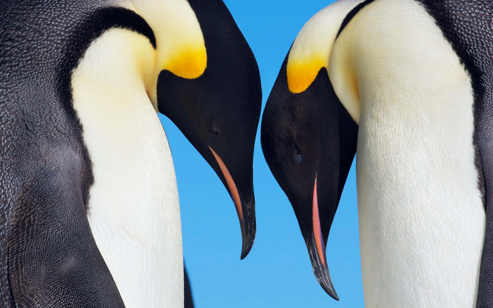 Emperor Penguins Close Up Wallpaper