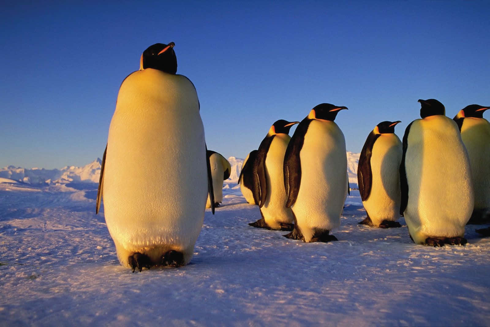 Emperor Penguins Sunset Parade Wallpaper