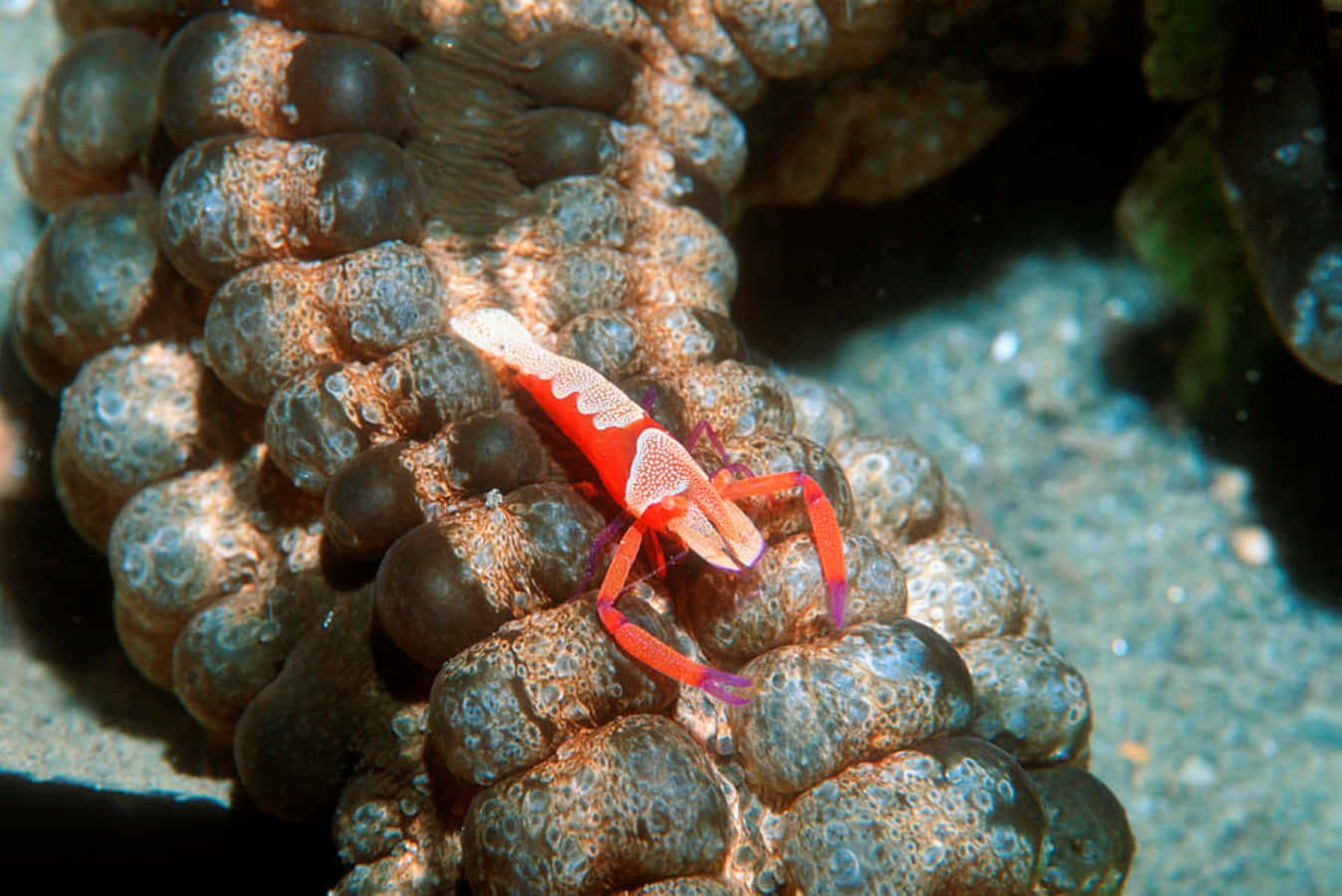 Emperor Shrimp On Coral Wallpaper