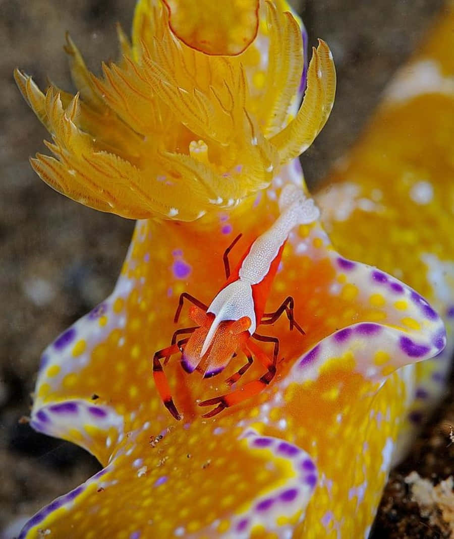 Emperor Shrimp On Nudibranch Wallpaper