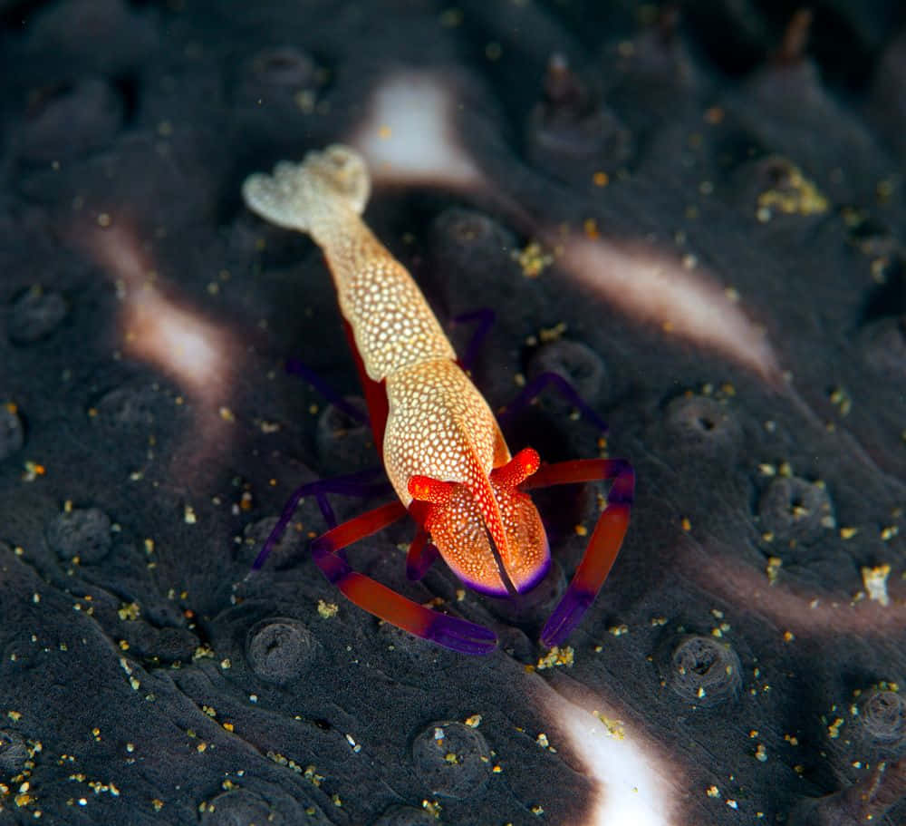 Emperor Shrimp On Sea Cucumber.jpg Wallpaper