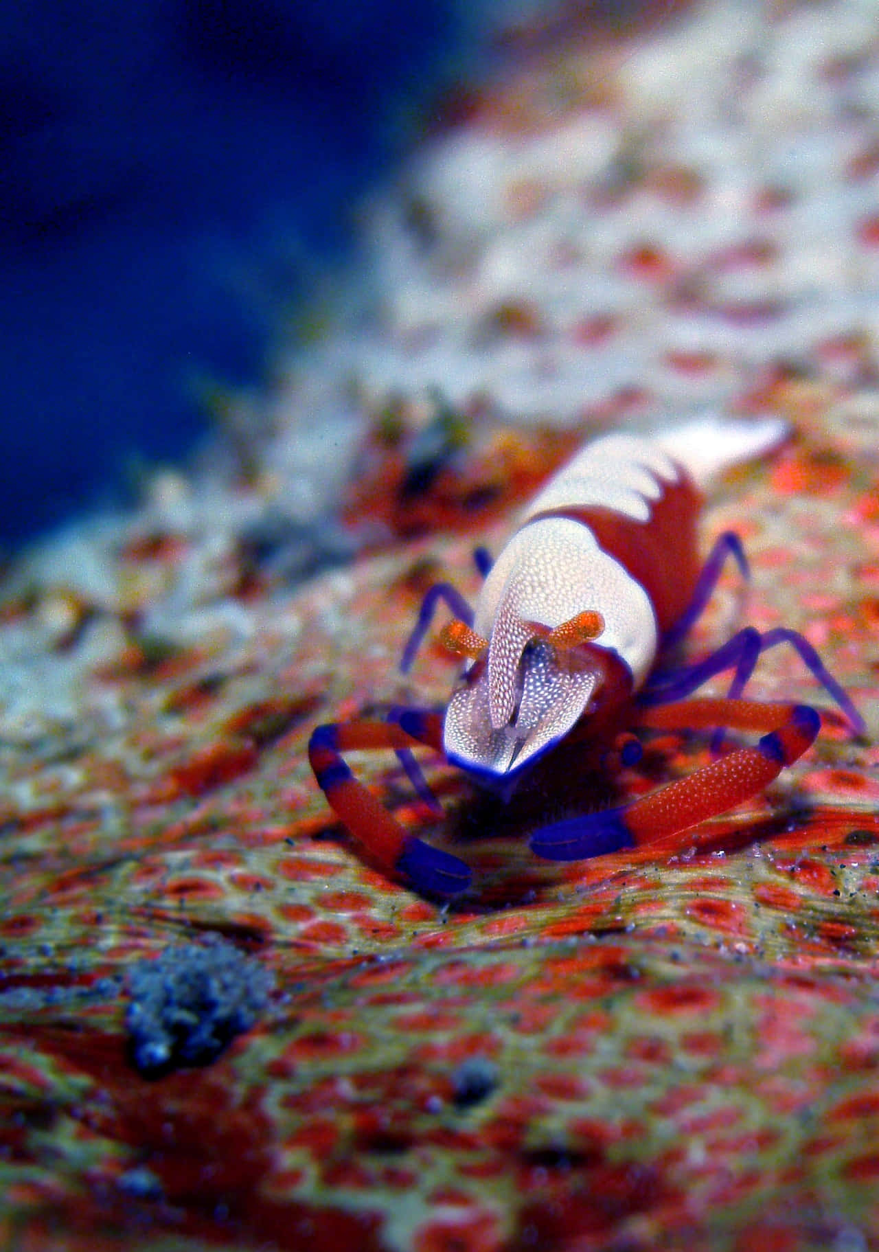 Emperor Shrimp On Sea Cucumber.jpg Wallpaper