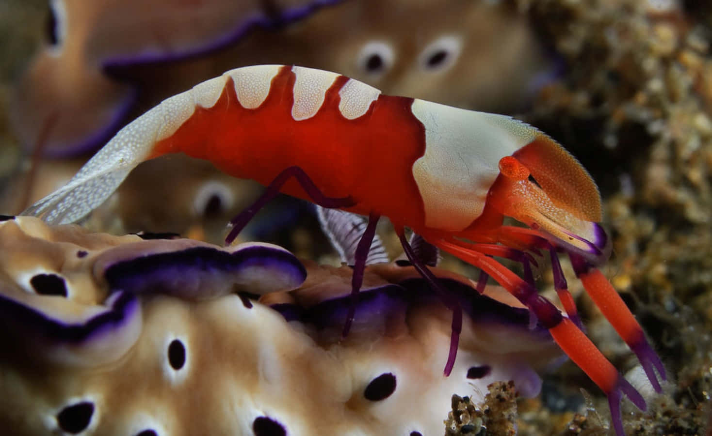 Emperor Shrimp On Sea Cucumber.jpg Wallpaper