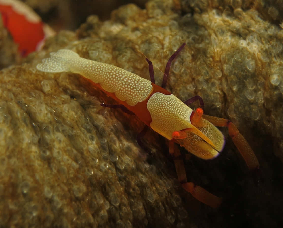 Emperor Shrimp On Sea Cucumber.jpg Wallpaper