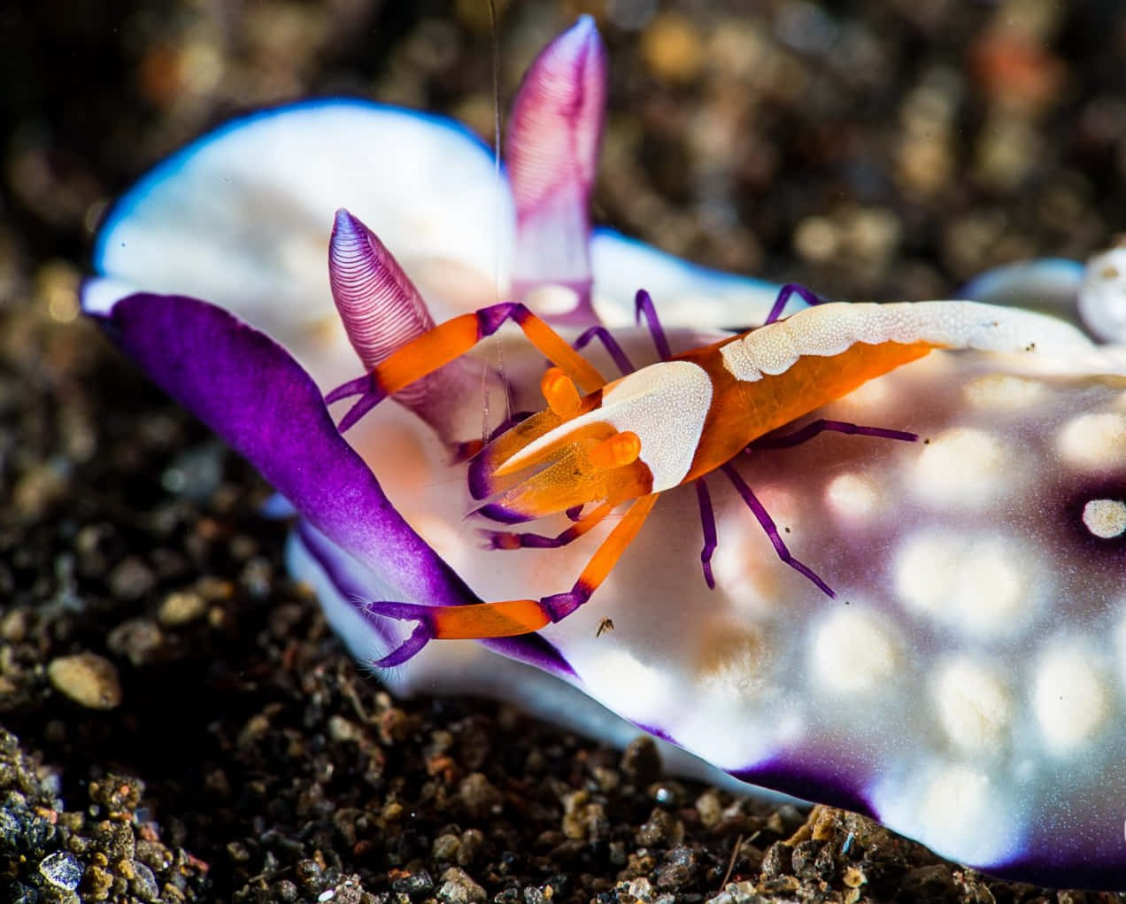 Emperor Shrimp On Sea Slug.jpg Wallpaper