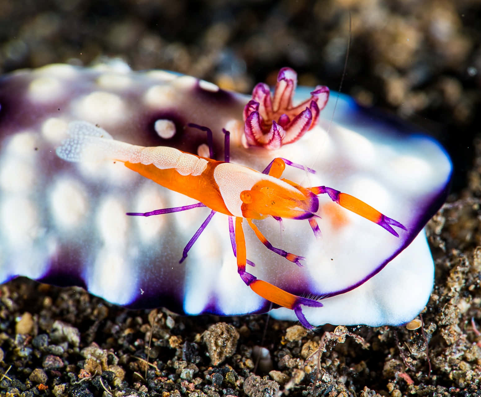 Emperor Shrimp On Sea Slug.jpg Wallpaper